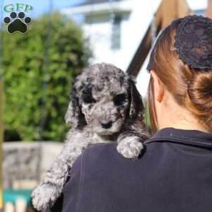 Roxy, Newfypoo Puppy